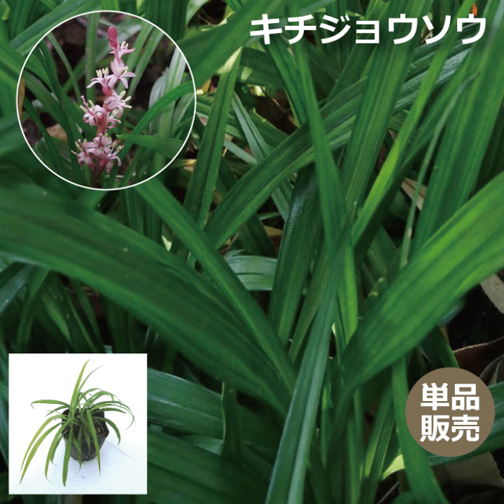 楽天市場 単品販売 吉祥草 キチジョウソウ 10 5cmポット入り 常緑性 宿根草 おしゃれな庭に 人気の ガーデンプランツ 苗 ガーデニング 植木組合より産地直送 植木組合 楽天市場 単品販売 吉祥草 キチジョウソウ 10 5cmポット入り 常緑性 宿根草 おしゃれな庭に 人気の ガーデンプランツ 苗 ガーデニング 植木組合より産地直送 植木組合