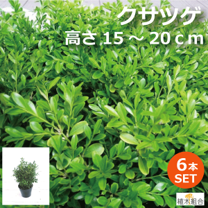 花壇 植木の人気商品 通販 価格比較 価格 Com