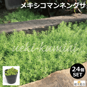 苗 多肉植物の人気商品 通販 価格比較 価格 Com 苗 多肉植物の人気商品 通販 価格比較 価格 Com