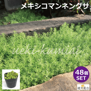 苗 多肉植物の人気商品 通販 価格比較 価格 Com 苗 多肉植物の人気商品 通販 価格比較 価格 Com