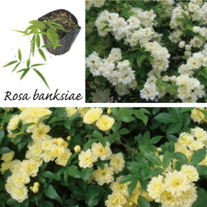 y3ZbgzbREo@c@20cmʁ@10.5cm|bg