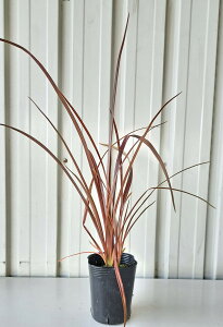 jETC@c@`R[gNbL[@tFitj30cm@7.5`9.0cm|bg@j[TC@p[v@_@][gK[f@ȒɁ@lĆ@A؁@