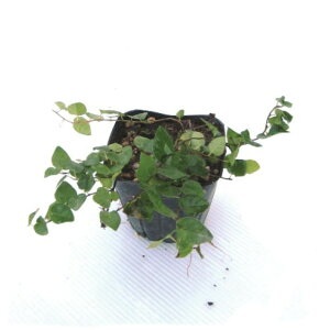 y3ZbgzIIC^r@Ηt@c@10.5cm|bg