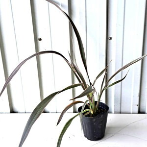 jETC@sNXgCv@c@tFisN`Ԕj25`30cm@9cm|bg@j[TC@tC@@_@][gK[f@ȒɁ@lC