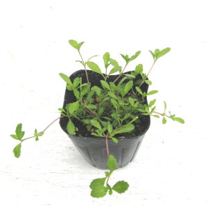 y3ZbgzsA@c@9.0cmi3j|bg