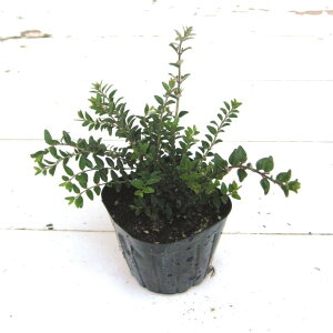 y3ZbgzjZj`_@Ηt@10.5cm|bg