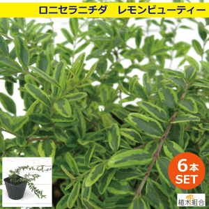庭 植木 おしゃれの人気商品 通販 価格比較 価格 Com 庭 植木 おしゃれの人気商品 通販 価格比較 価格 Com