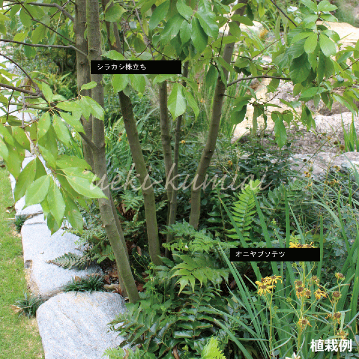 楽天市場】【3個セット】オニヤブソテツ 苗 （シダ） 10.5cm または