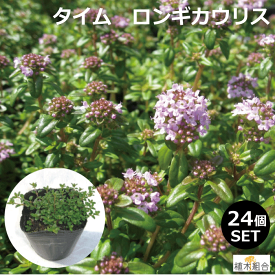 楽天市場 植木 種類 植物 タイム ガーデニング 農業 花 ガーデン Diy の通販