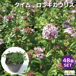 タイム 苗 植木 盆栽の人気商品 通販 価格比較 価格 Com