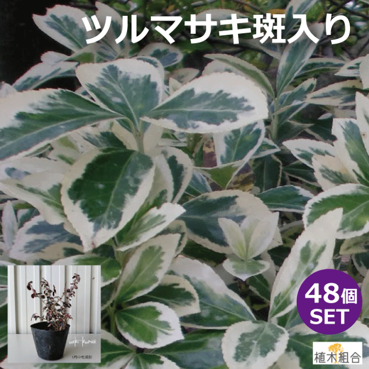 楽天市場 ４８個セット アメリカツルマサキ エメラルドガイティ 斑入り葉 苗 10 5ｃｍポット入 常緑低木 おしゃれな庭に 人気の 植木 庭木 ガーデンプランツ ガーデニング 植木組合より産地直送 植木生産組合直営 斑入ツルマサキ 植木組合