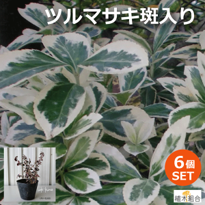 庭 植木 おしゃれの人気商品 通販 価格比較 価格 Com
