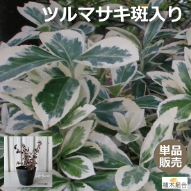 楽天市場 常緑 低木 斑入りの通販