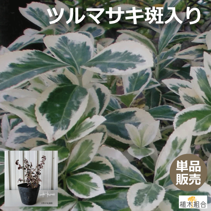 楽天市場 単品販売 アメリカツルマサキ エメラルドガイティ 斑入り葉 苗 10 5ｃｍポット入 常緑低木 おしゃれな庭に 人気の 植木 庭木 ガーデンプランツ ガーデニング 植木組合より産地直送 植木生産組合直営 斑入ツルマサキ 植木組合