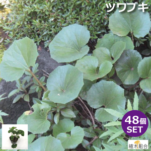 植木 盆栽 宿根草 苗の人気商品 通販 価格比較 価格 Com