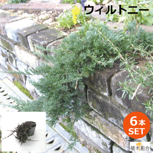グランド カバー おしゃれ 植木 盆栽の人気商品 通販 価格比較 価格 Com