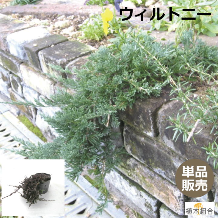 楽天市場 単品販売 ウィルトニー グランドカバー用コニファー 15ｃｍポット入り 常緑 土止め 花壇 おしゃれな庭に 人気の 植木 庭木 ガーデニング 植木組合より産地直送 植木生産組合直営 植木組合