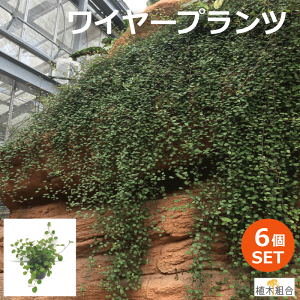 植木 盆栽 グランドカバー 宿根草の人気商品 通販 価格比較 価格 Com