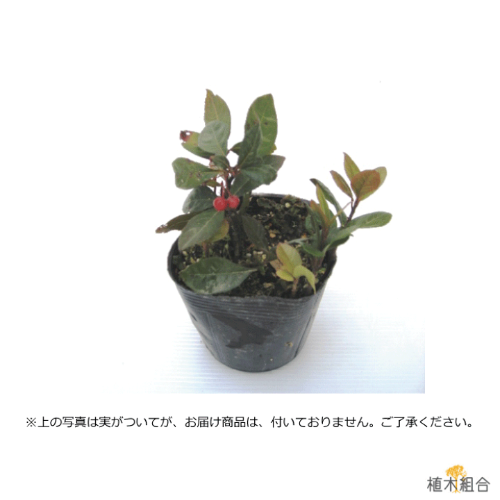 楽天市場】【3個セット】ヤブコウジ 藪柑子 十両 雑木の庭 9cm