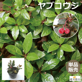 楽天市場 雑木 下草の通販 楽天市場 雑木 下草の通販
