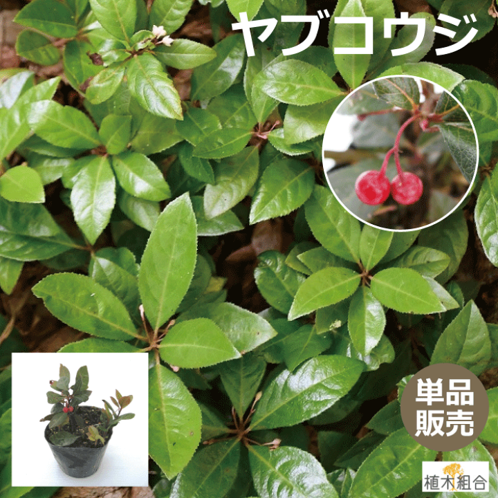 楽天市場】【単品販売】ヤブコウジ 藪柑子 十両 雑木の庭 9cmまたは 