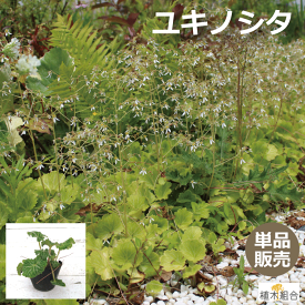 楽天市場 ユキノシタ 苗の通販