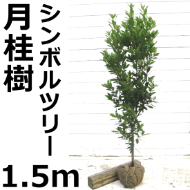 楽天市場 シンボルツリー 月桂樹の通販