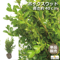 日本産柘植　ボックス　クローソン　セミヒル 日本産柘植 ボックス クローソン セミヒル ボックスウッド(西洋ツゲ
