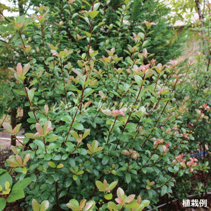 7-8【ベニヒメシャリンバイ】樹高約102cm【送料込み】 - メルカリ