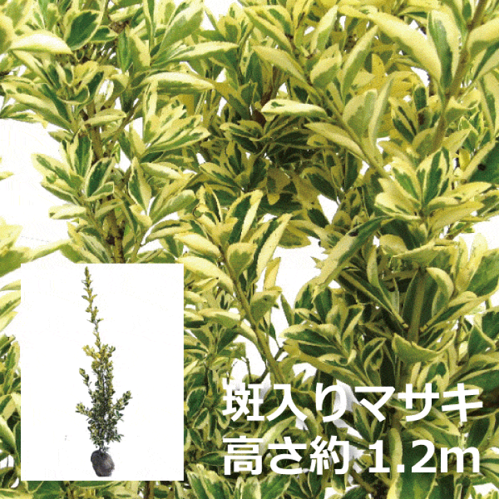 楽天市場】フイリマサキ（金マサキ） 高さ約1.2m 根巻または不織布