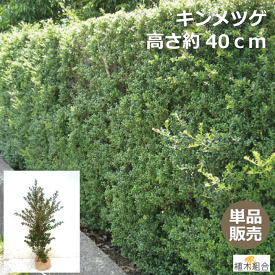 楽天市場 常緑低木 洋風 種類 植物 バラ の通販