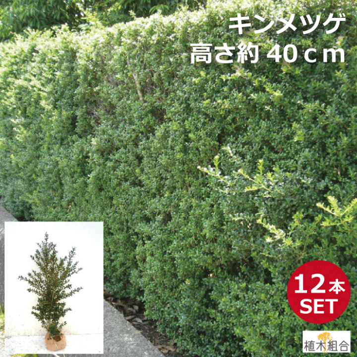 楽天市場】【12本セット】キンメツゲ 高さ約40cm バラ売り【新芽が