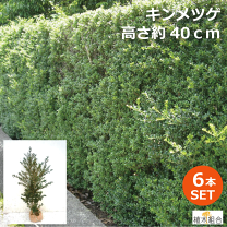 楽天市場】トピアリー ツゲ（植木｜ガーデニング・農業）：花