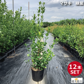 楽天市場 目隠し 庭 おしゃれ 植木 ガーデニング 農業 花 ガーデン Diyの通販