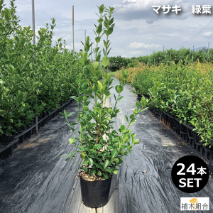 庭 目隠し 植木の人気商品 通販 価格比較 価格 Com
