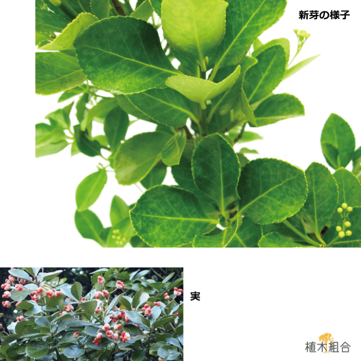 楽天市場】【単品販売】マサキ 緑葉 高さ約1.0m 18cmポット入り