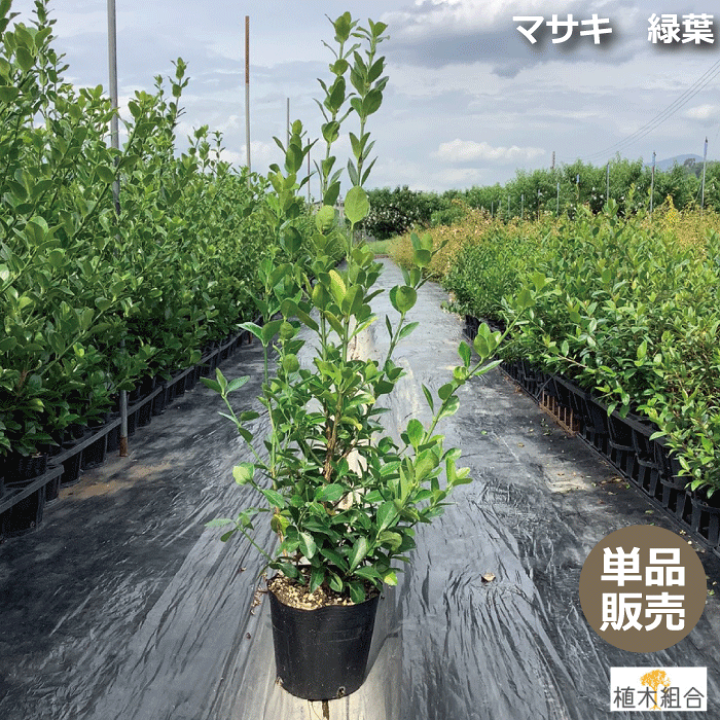 楽天市場】【単品販売】マサキ 緑葉 高さ約1.0m 18cmポット入り
