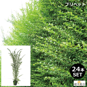 庭 目隠し 植木の人気商品 通販 価格比較 価格 Com