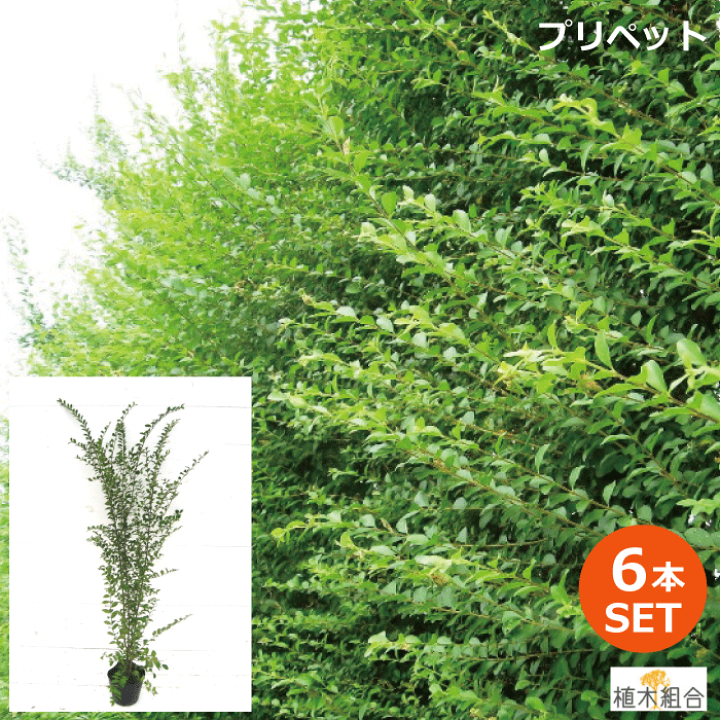 楽天市場 ６本セット プリペット 高さ約80ｃｍ 常緑 半常緑性 おしゃれな庭に 人気の 植木 庭木 目隠し 垣根 生垣 ガーデニング 植木組合より産地直送 植木生産組合直営 植木組合