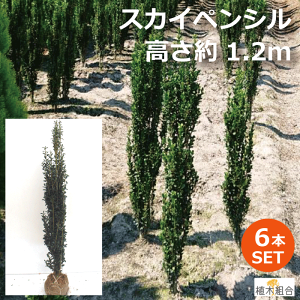 庭 目隠し おしゃれ 植木 盆栽の人気商品 通販 価格比較 価格 Com