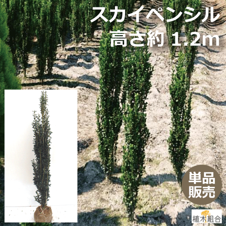 楽天市場 バラ売り スカイペンシル 高さ約1 2m 根巻苗 幅のとらない目隠し 生垣 おしゃれな庭に 人気の 植木 庭木 ガーデンプランツ ガーデニング 植木組合より産地直送 植木生産組合直営 植木組合 楽天市場 バラ売り スカイペンシル 高さ約1 2m 根巻苗 幅のとらない目隠し 生垣 おしゃれな庭に 人気の 植木 庭木 ガーデンプランツ ガーデニング 植木組合より産地直送 植木生産組合直営 植木組合