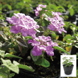 【3個セット】コバノランタナ　ピンク　9cm～10.5cmポット入り苗