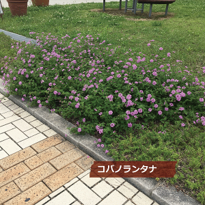 楽天市場 単品販売 コバノランタナ ピンク 苗 垂れる覆うセンスのある庭に 常緑低木 おしゃれな庭に 人気の 植木 庭木 ガーデンプランツ ガーデニング 植木組合より産地直送 植木生産組合直営 9ｃｍ 10 5ｃｍポット入り苗 植木組合