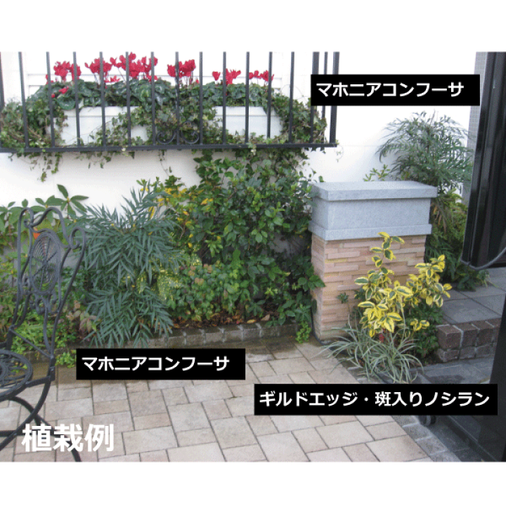 楽天市場】【セット販売】マホニアコンフーサ 高さ約30cm 常緑