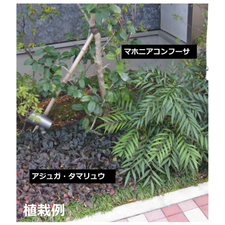 楽天市場】【セット販売】マホニアコンフーサ 高さ約30cm 常緑