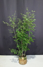 楽天市場 目隠し 庭 おしゃれ 植木 ガーデニング 農業 花 ガーデン Diyの通販