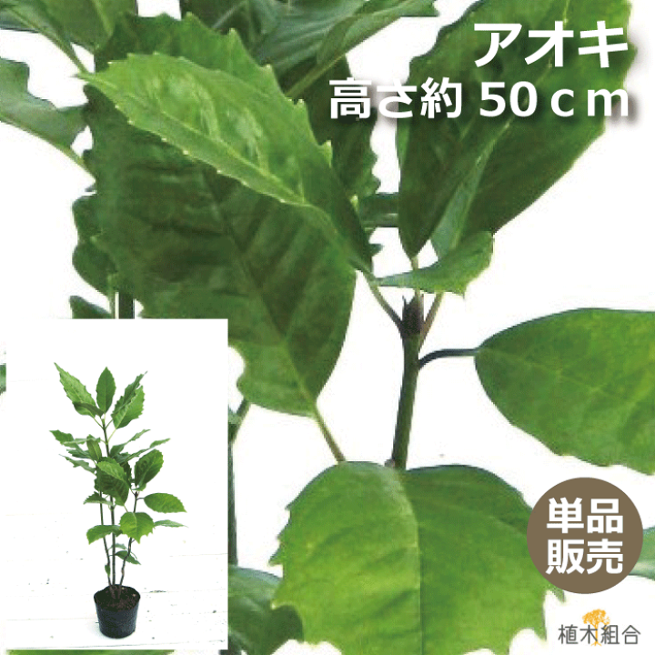 楽天市場】【単品販売】アオキ 緑葉 高さ約50cm 15cmポット