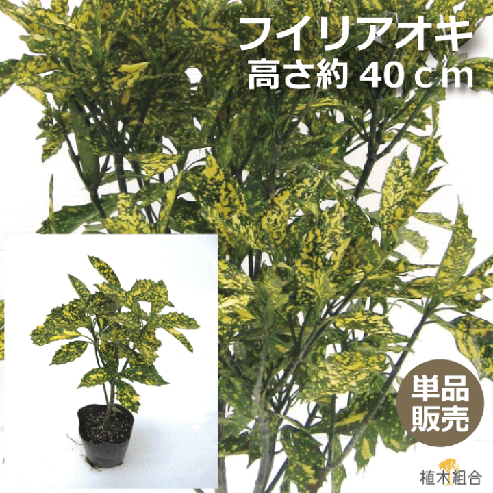 楽天市場 単品販売 アオキ 斑入葉 高さ約40cm 15cmポット入り 常緑低木 北向き 日陰おしゃれな庭に 人気の 植木 庭木 ガーデニング 植木組合より産地直送 植木生産組合直営 フイリアオキ 青木 植木組合 楽天市場 単品販売 アオキ 斑入葉 高さ約40cm 15cmポット入り 常緑低木 北向き 日陰おしゃれな庭に 人気の 植木 庭木 ガーデニング 植木組合より産地直送 植木生産組合直営 フイリアオキ 青木 植木組合