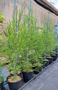 yPi̔zEJ@i[Jj@ubNeB[c[@1.2m@24cm|bg@ lĆ@A؁@؁@AؑgYn@AؐYgc