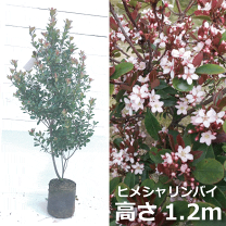 楽天市場】セット ヒメシャリンバイの通販